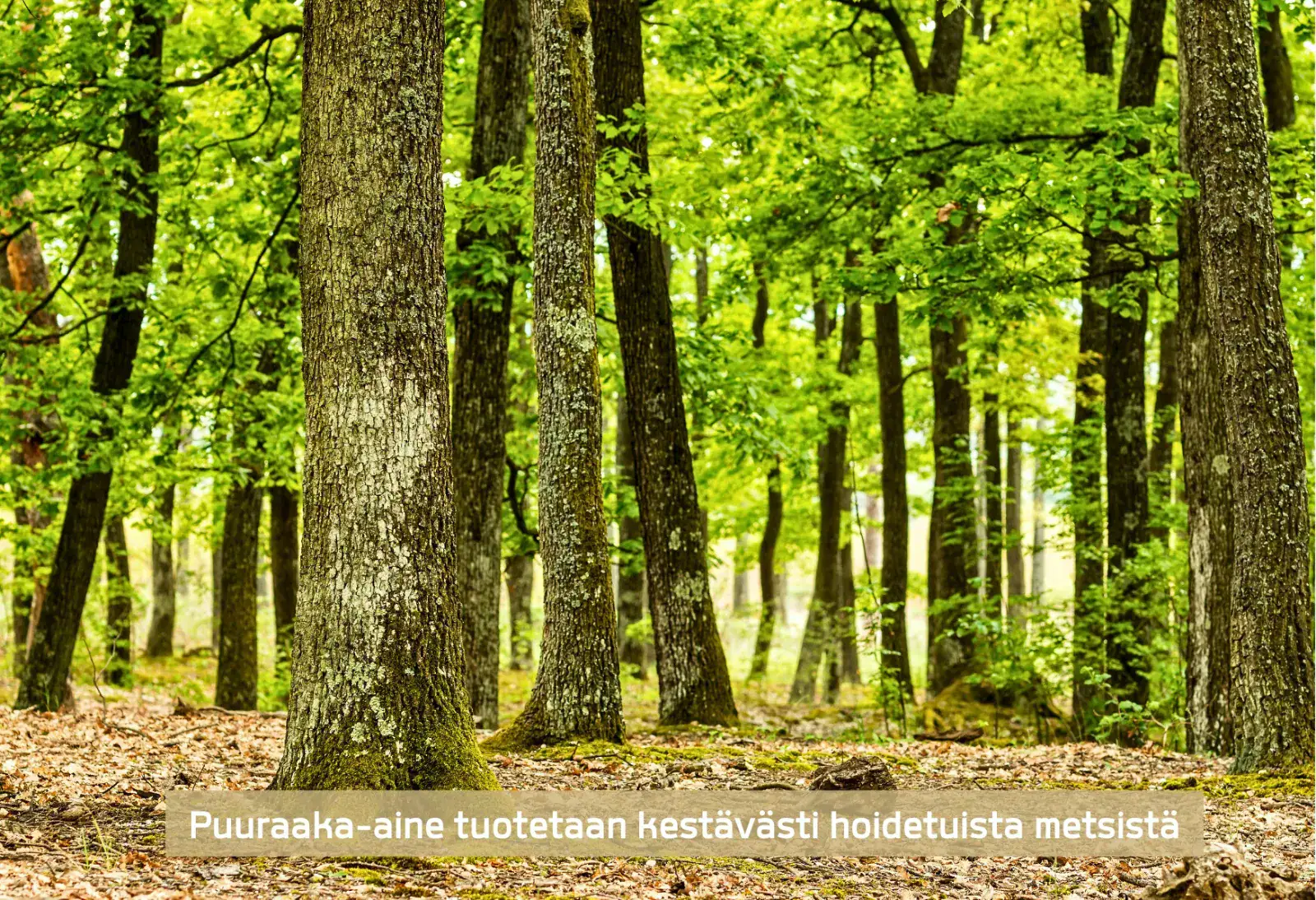 Stöckl Parkettin puulattiat valmistetaan vastuullisesti tuotetusta tammesta.